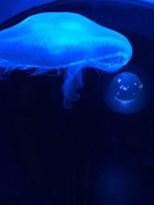 jellyfish