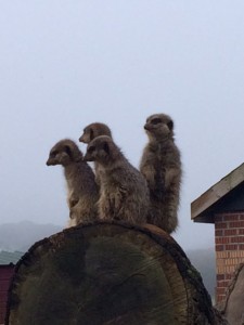 meerkats